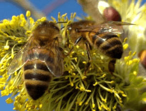 abeilles bangkok