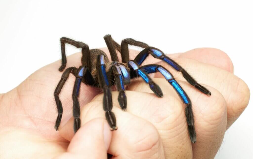 araignée bleue thailande